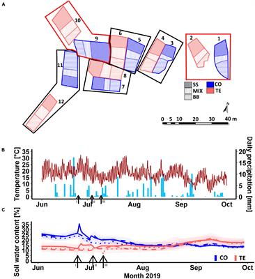 Drought legacy effects on fine-root-associated fungal communities are modulated by root interactions between tree species